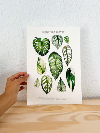 Monstera Sheet Leaves