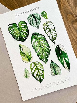 Monstera Sheet Leaves