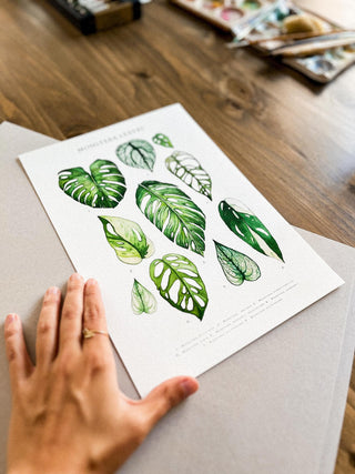 Monstera Sheet Leaves