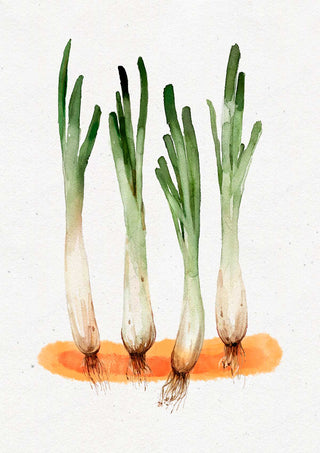 Lámina Calçots