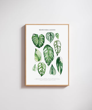 Lámina Hojas de Monstera