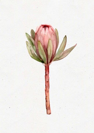 Lámina Protea