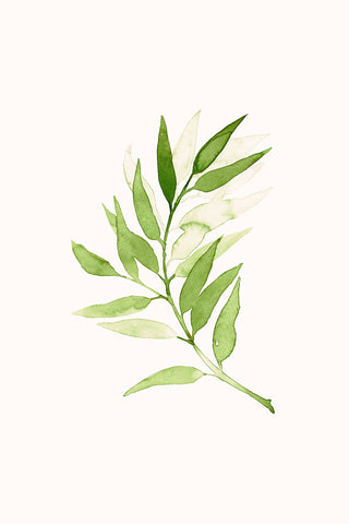 Lámina Rama Verde 🌿