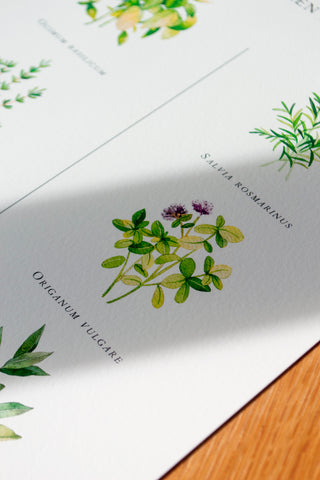 The Kitchen Herbs Print 🌿