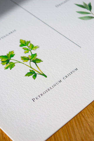 The Kitchen Herbs Print 🌿