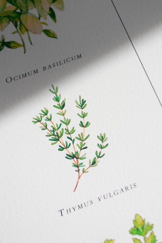 The Kitchen Herbs Print 🌿