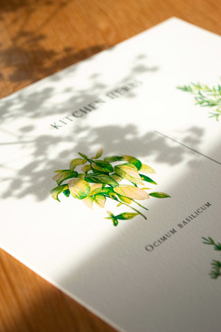 The Kitchen Herbs Print 🌿