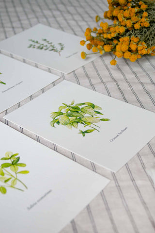 The 5 Herbs Postcard Set🌿