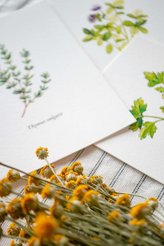 The 5 Herbs Postcard Set🌿