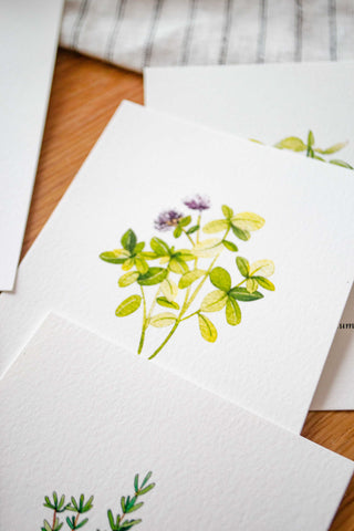 The 5 Herbs Postcard Set🌿