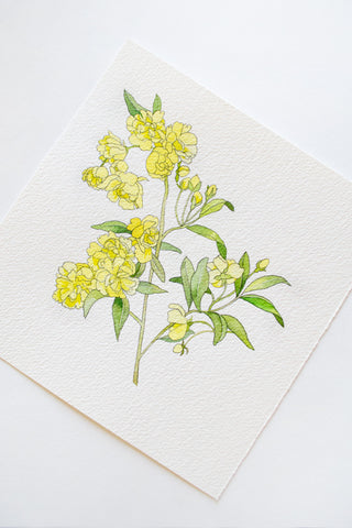 Rosa Banksiae painting 🌼