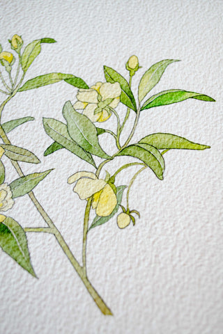 Rosa Banksiae painting 🌼