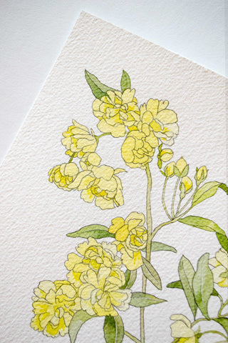 Rosa Banksiae painting 🌼
