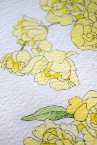 Rosa Banksiae painting 🌼