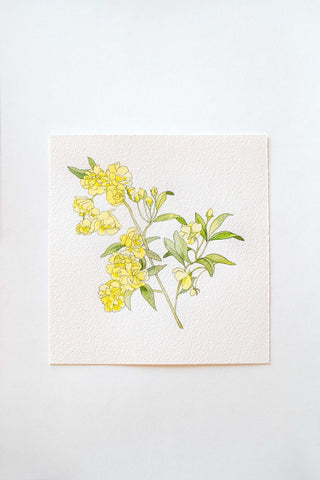 Rosa Banksiae painting 🌼