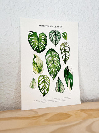 Monstera Sheet Leaves