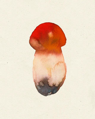 Pack 3 Boletus Mini