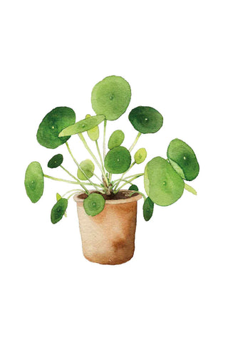 Pilea