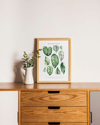 Monstera Sheet Leaves